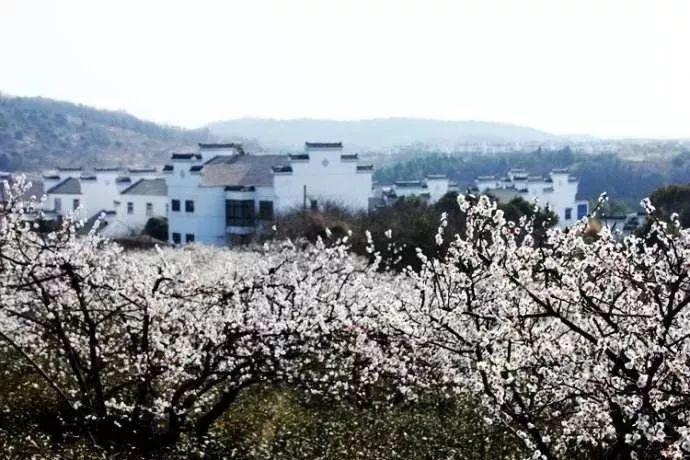 巧果是什么游戏画面